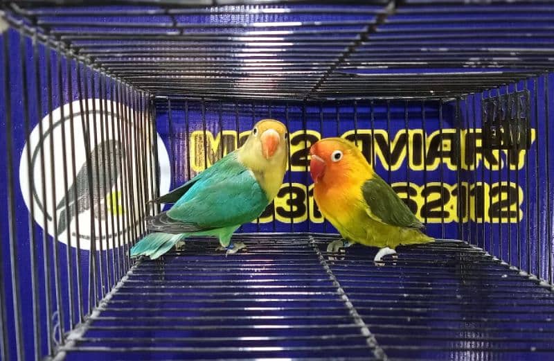 Love Birds, Green Fischer, Albino Red Eyes, Parblue 03317862112 3