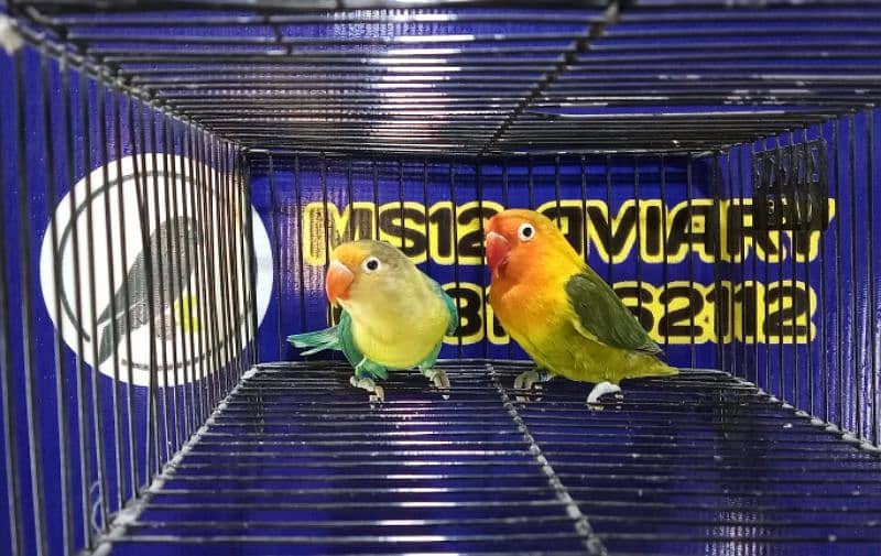 Love Birds, Green Fischer, Albino Red Eyes, Parblue 03317862112 4