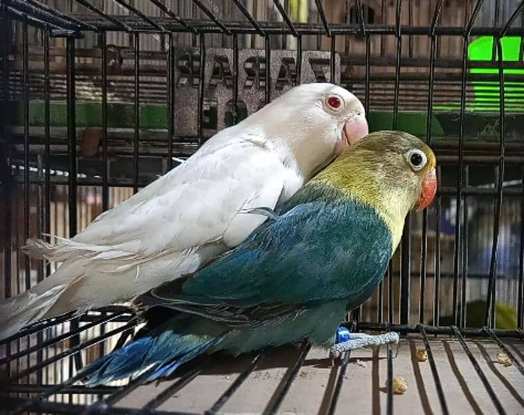 Love Birds, Green Fischer, Albino Red Eyes, Parblue 03317862112 6