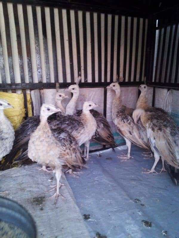 Peacocks Chiks Moor k Bache vaccinated 0