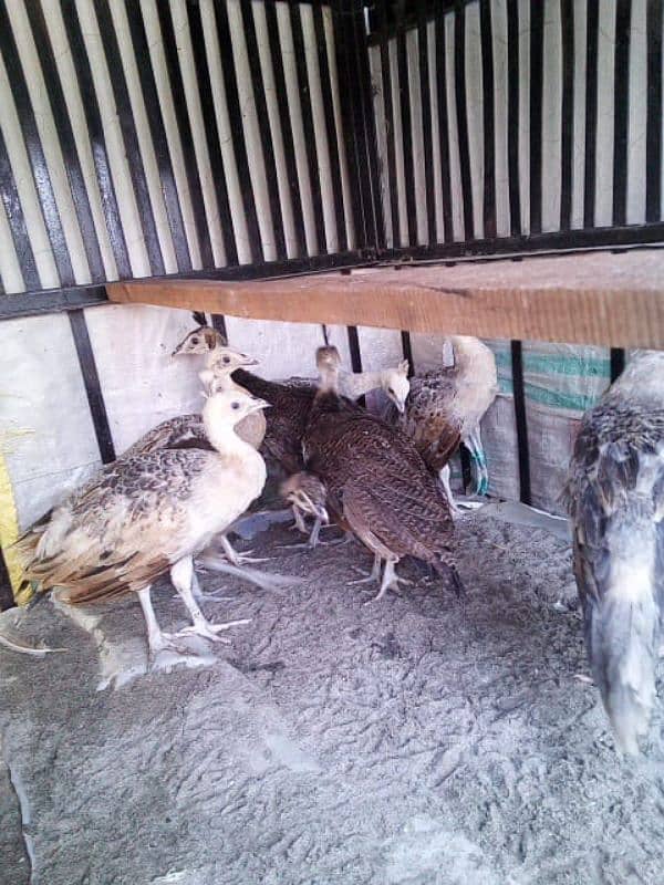 Peacocks Chiks Moor k Bache vaccinated 1