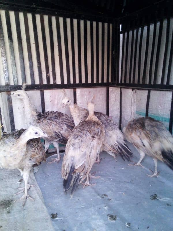 Peacocks Chiks Moor k Bache vaccinated 2