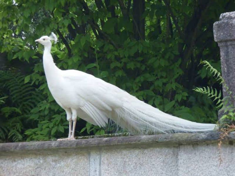 Peacocks Chiks Moor k Bache vaccinated 5