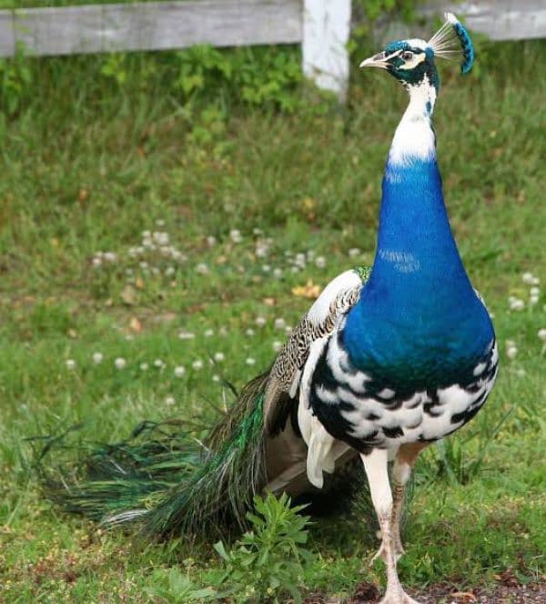 Peacocks Chiks Moor k Bache vaccinated 6