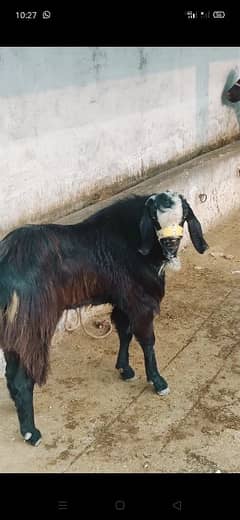 Bakra for sale