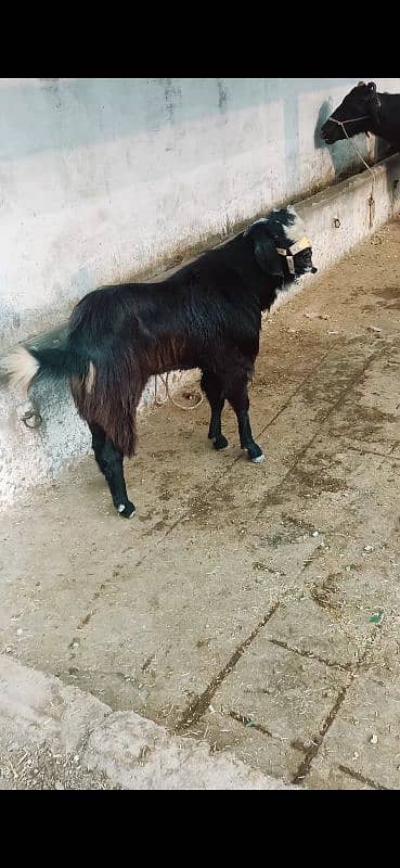 Bakra for sale 1