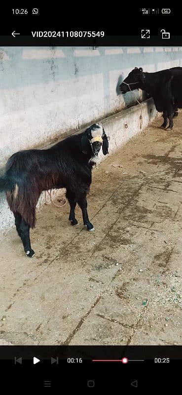 Bakra for sale 2