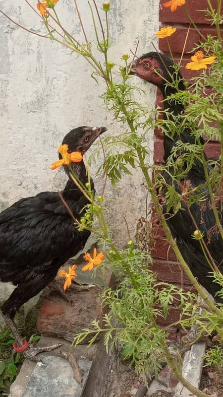 2 female 1 male Aseel Thai Pakistani 8