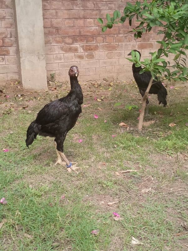 2 female 1 male Aseel Thai Pakistani 10