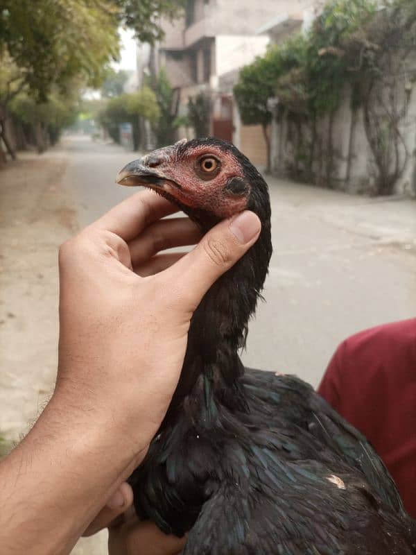 2 female 1 male Aseel Thai Pakistani 11