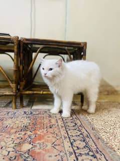 Persian cat for sale argent