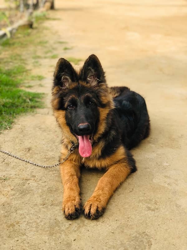 German Shepherd Long Court 0