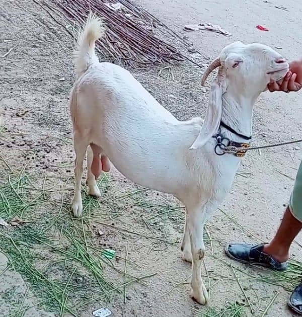 Rajan puri bakri for sale 3