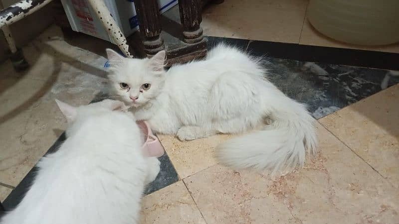 cats for sale 3