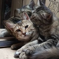 Selling Persian tabby cats pair