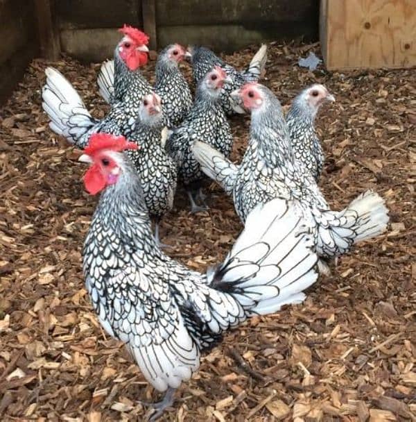 Silver Sebright eggs available fresh and fartile 1