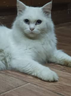 White Persian male cat blue eyes