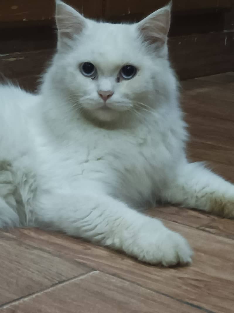 White Persian male cat blue eyes 0