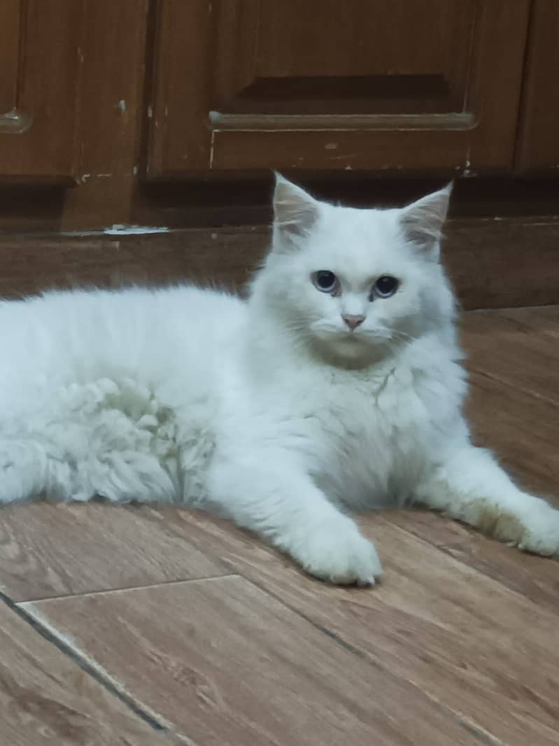 White Persian male cat blue eyes 1