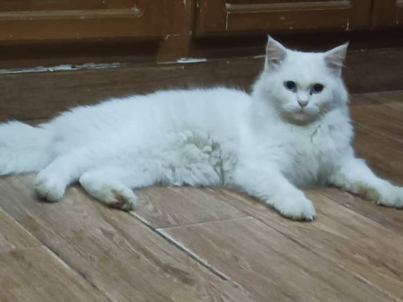 White Persian male cat blue eyes 2