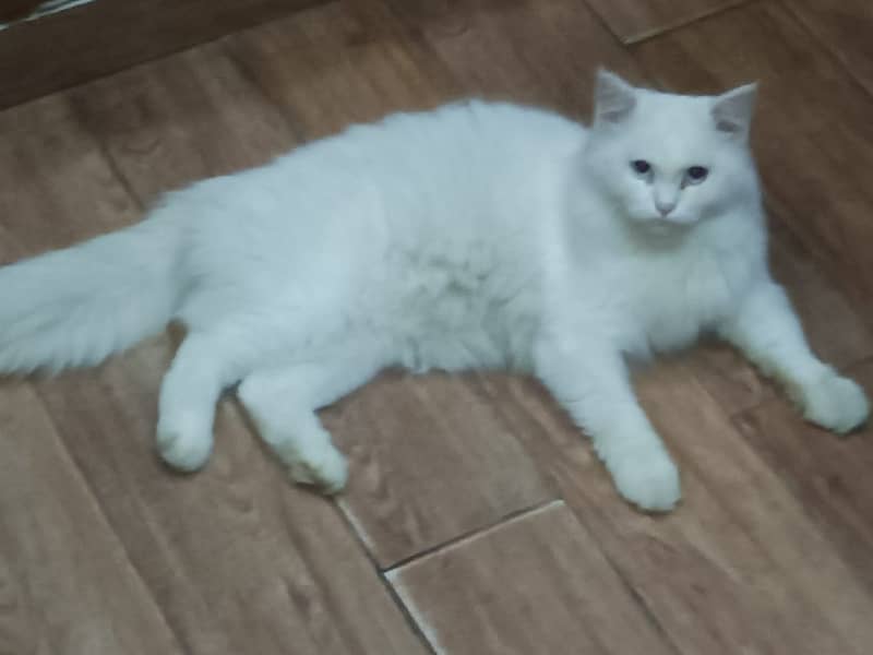 White Persian male cat blue eyes 3