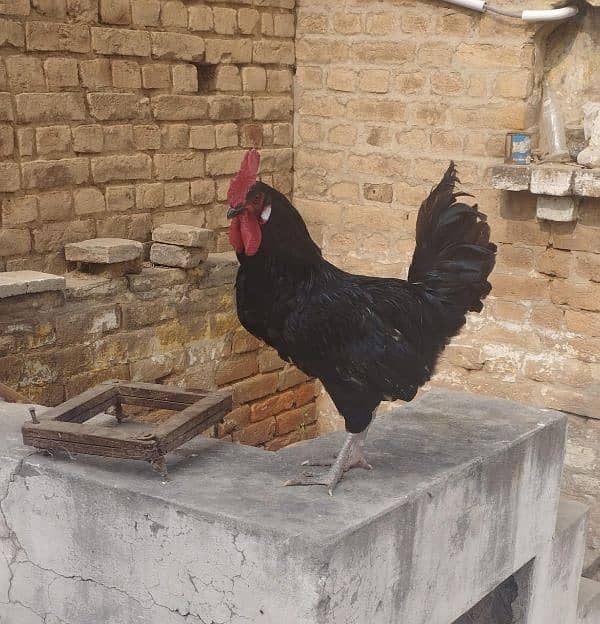 Turkey Breeder pair and Black Astrolop Rooster for sale. Fix price 3