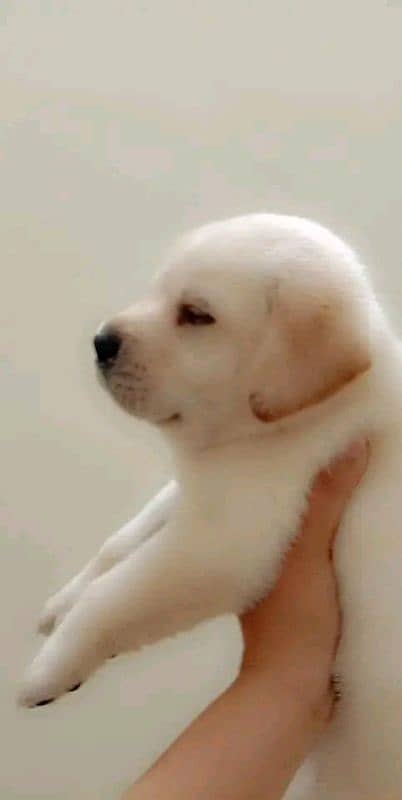 Labrador puppy imported Bloodline 03014615555 0