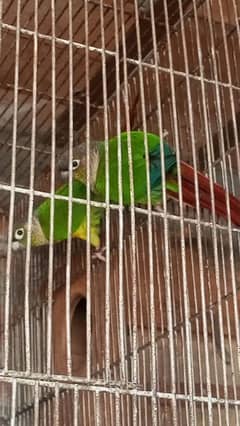 conure green check+ yellow sided pair 0_3_2_1_4_2_3_1_8_3_1