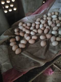 eggs for sale golden misri 40 rupees ka egg 850