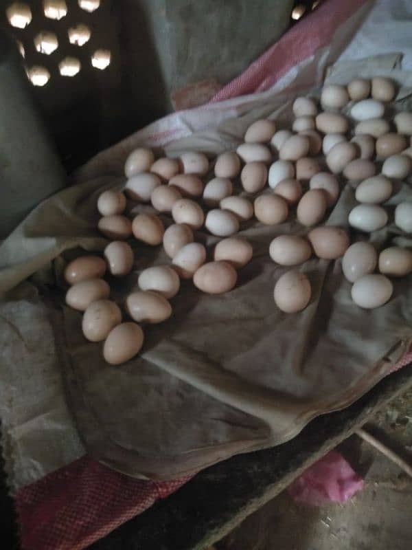 eggs for sale golden misri 40 rupees ka egg 850 0