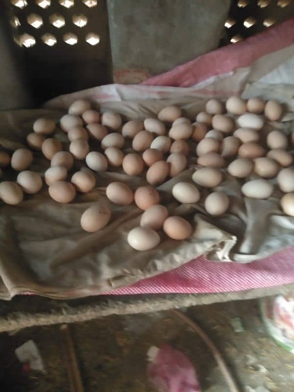 eggs for sale golden misri 40 rupees ka egg 850 1