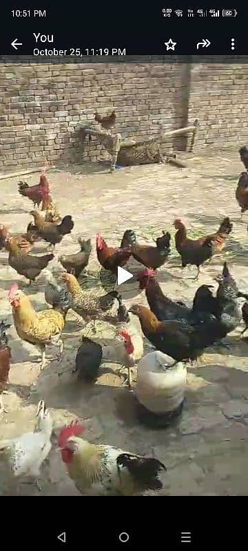 eggs for sale golden misri 40 rupees ka egg 850 2