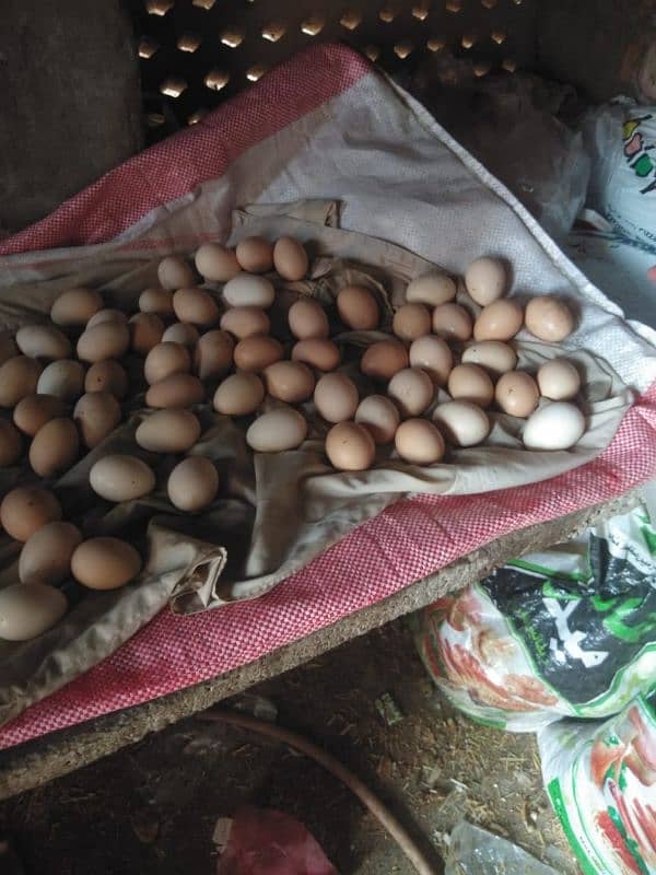 eggs for sale golden misri 40 rupees ka egg 850 3