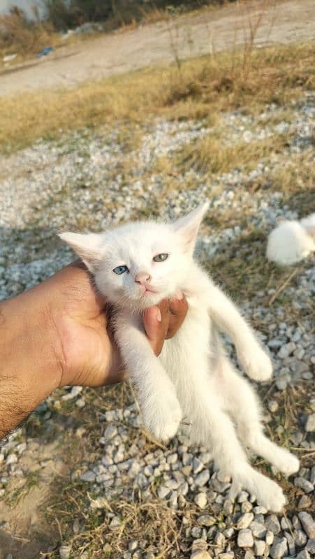 Persian kitten with white colour 0