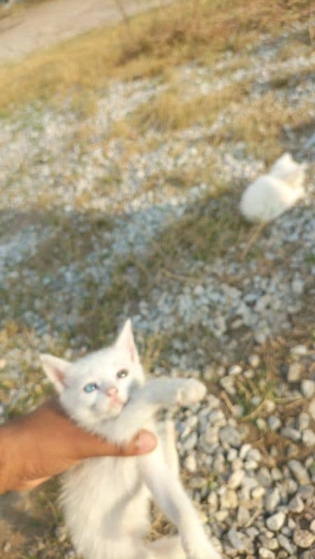 Persian kitten with white colour 1