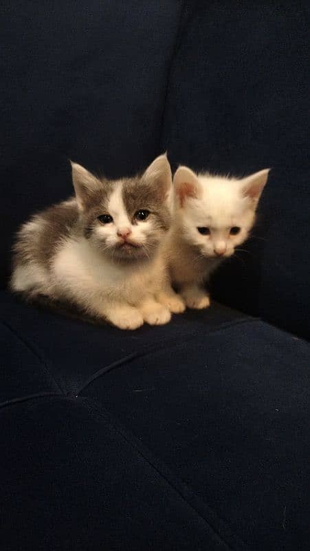 Persian kitten with white colour 3