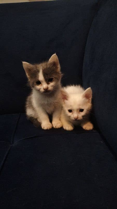 Persian kitten with white colour 5