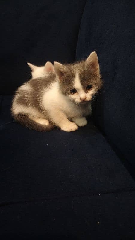 Persian kitten with white colour 6