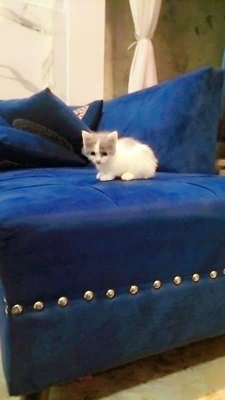 Persian kitten with white colour 9