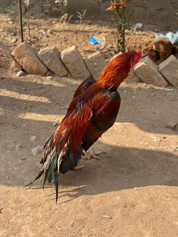 High quality aseel CHICKS butterfly tail blooodline for sale RWP 2