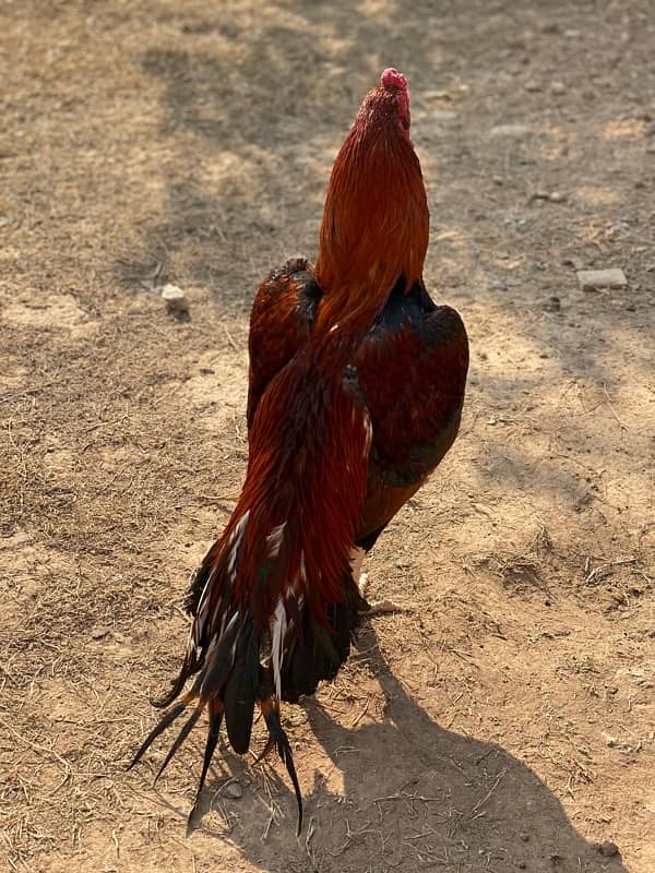 High quality aseel CHICKS butterfly tail blooodline for sale RWP 3