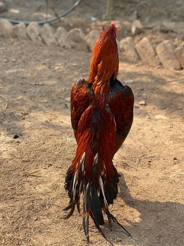 High quality aseel CHICKS butterfly tail blooodline for sale RWP 4