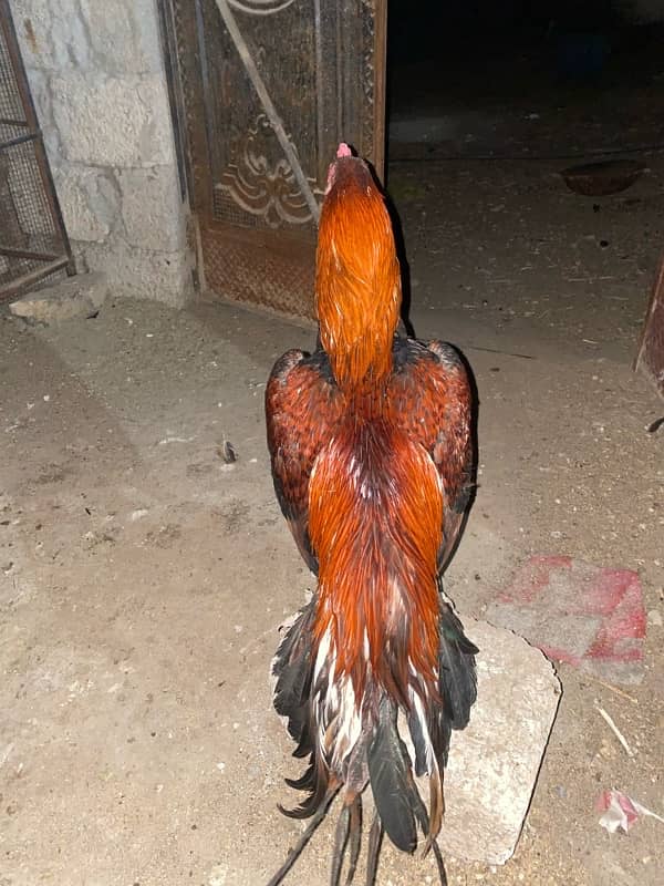 High quality aseel CHICKS butterfly tail blooodline for sale RWP 5