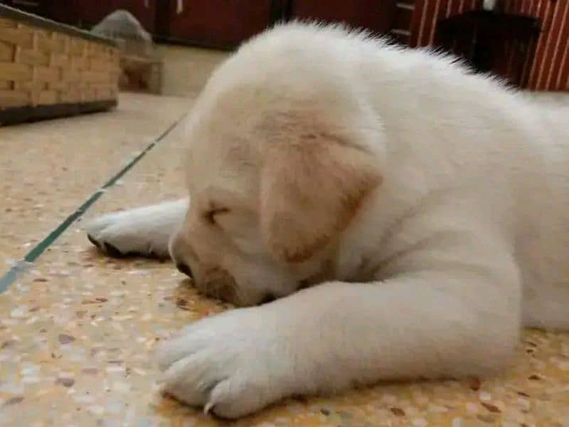 labrador show class puppy 2