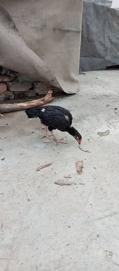 Desi and aseel hens for sale cheap