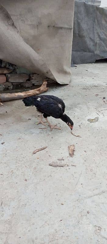 Desi and aseel hens for sale cheap 0