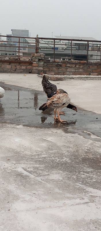 Desi and aseel hens for sale cheap 2