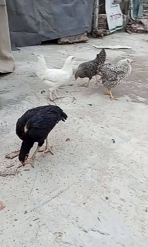 Desi and aseel hens for sale cheap 4