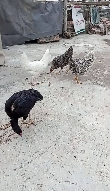 Desi and aseel hens for sale cheap 5