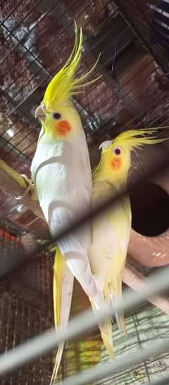 setup for sale cocktail breeder pair and cage